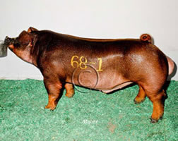 York Gilts
